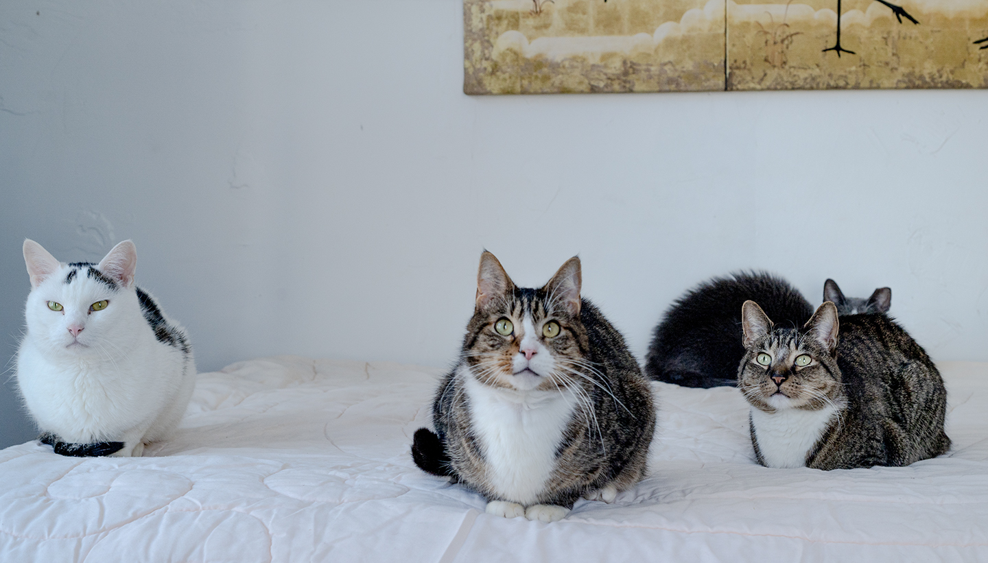 Boo Bear Nelson Benny January 2025 Top Cat Sanctuary cat photo